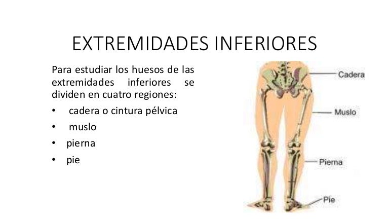 cuales son las extremidades inferiores del cuerpo humano